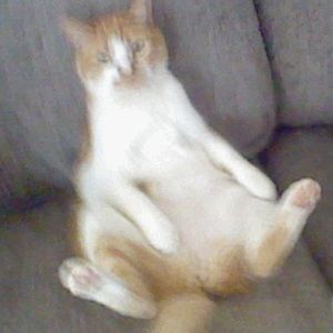 Meet your Posher, Izzy